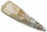 Bargain, Fossil Spinosaurus Tooth - Real Dinosaur Tooth #376589-1
